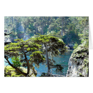 ポイントロボスの木