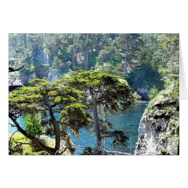 ポイントロボスの木 (正面横)