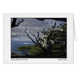 ポイントロボスのCypressの骨組