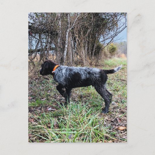 ポイント子犬 ポストカード (正面)