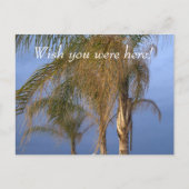 ポイントPleasant NJ Wish you were!ヤシの木 ポストカード (正面)
