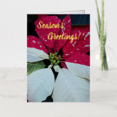 ポイン赤と白セチアフローラ 箔シーズンカード (正面)