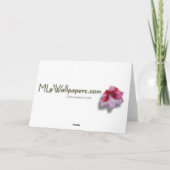 ポイン赤と白セティアスホリデーカード シーズンカード (裏面)