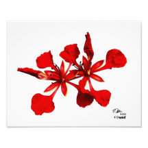 ポイ王室のンシアナ花