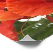 ポイ王室のンチアナ ポスター (角)