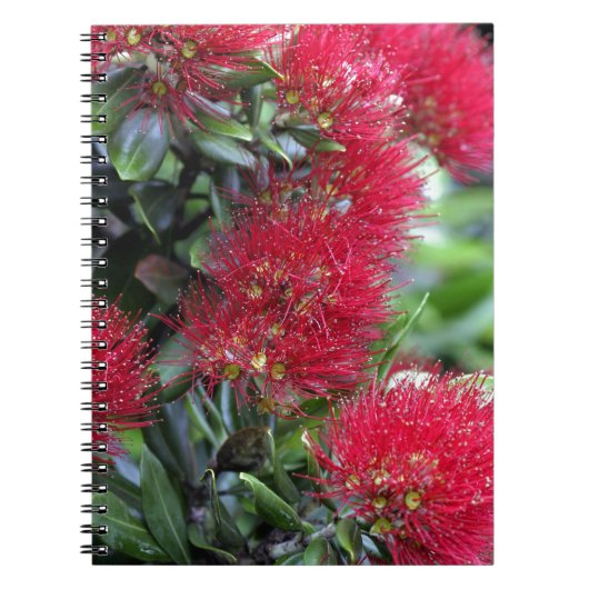 ポウツカワの開花 ノートブック (正面)