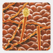 ポエステチアの粉状カビ スクエアシール (正面)