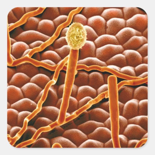 ポエステチアの粉状カビ スクエアシール (正面)