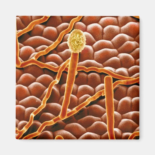 ポエステチアの粉状カビ マグネット (正面)