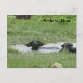 ポカ保ラクールにある ポストカード