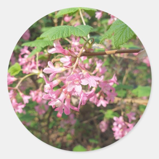 ポキーズピンクin the Park ラウンドシール (正面)