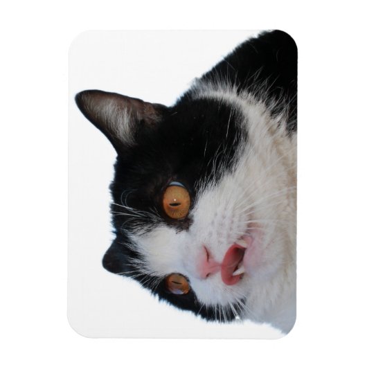 ポキー磁石 マグネット (縦)