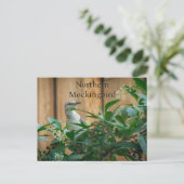 ポケウィード植物の北モッキンバード ポストカード (スタンド正面)