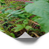 ポケウィード ポスター (角)