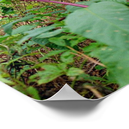 ポケウィード ポスター (角)