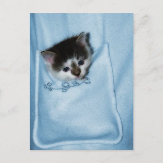 ポケットに入った子猫 ポストカード (正面)
