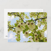 ポケットハンカチの花はがき ポストカード (正面/裏面)