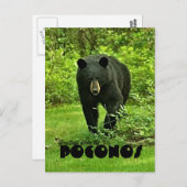 ポコノスバックヤードブラックベアからの挨拶 ポストカード (正面/裏面)