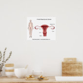 ポスターとラベルされた女性生殖系 ポスター (キッチン)