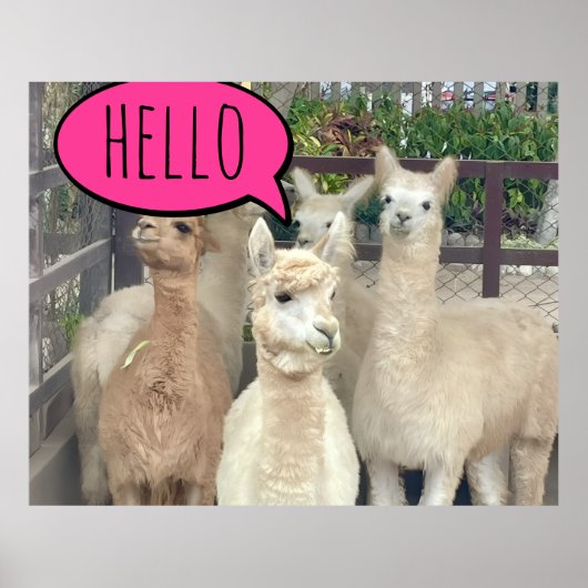 ポスターにLlamas ポスター (正面)