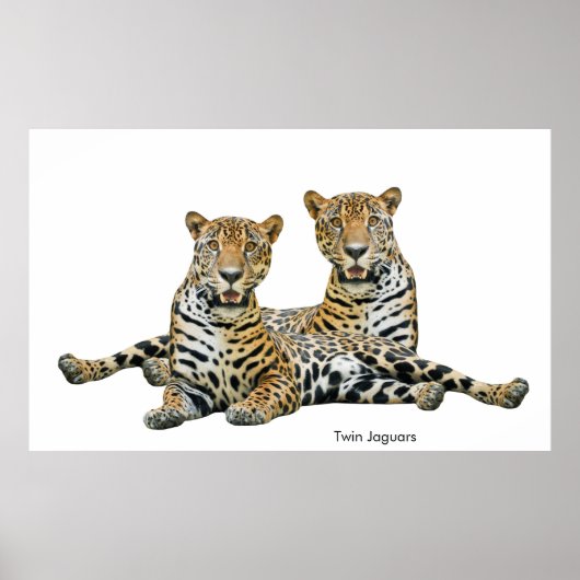 ポスターのジャガー画像 ポスター (正面)