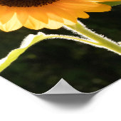 ポスターを求める平和は黄色のひまわり ポスター (角)