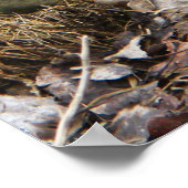 ポスターを組んだバフ・シルキー・チキン ポスター (角)