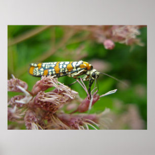 ポスターアイランサスWebworm Moth (Atteva upterla) ポスター