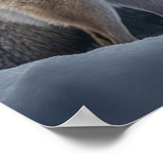 ポスターイエローストーン・ウルフ ポスター (角)