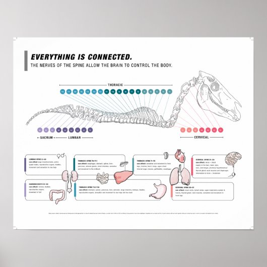 ポスターウマ科の ポスター (正面)