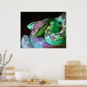 ポスターカラフルヘビ ポスター (キッチン)