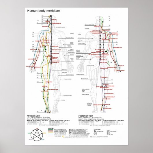 ポスタースケマティク中国のム経絡の筋肉組織 ポスター (正面)
