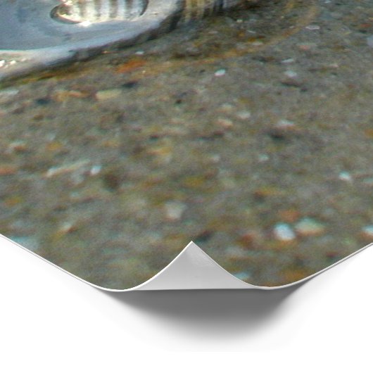 ポスターストランドクラゲとシェル ポスター (角)