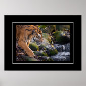 ポスタータイガー ポスター (正面)