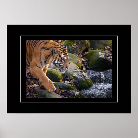 ポスタータイガー ポスター (正面)