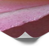 ポスタービューティフルピンクローズ ポスター (角)