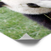 ポスターフォトジャイアントパンダ、動物0334。 ポスター (角)