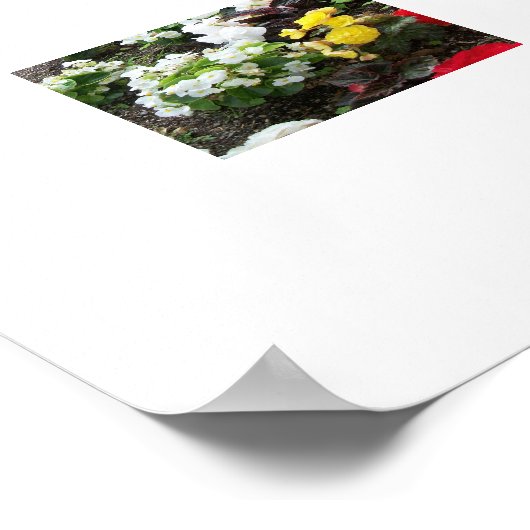 ポスターベゴニア ポスター (角)