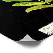 ポスターボタニカルアートメアリーデラニー13 ポスター (角)