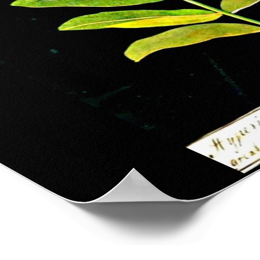 ポスターボタニカルアートメアリーデラニー13 ポスター (角)