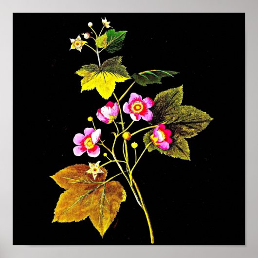 ポスターボタニカルアートメアリーデラニー4 ポスター (正面)