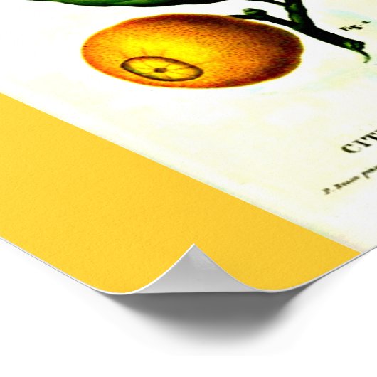 ポスターボタニカルピエールジョセフ23 ポスター (角)