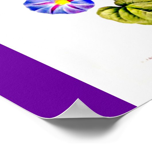 ポスターボタニカルピエールジョセフ・レドテ6 ポスター (角)