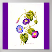 ポスターボタニカルピエールジョセフ・レドテ6 ポスター (正面)