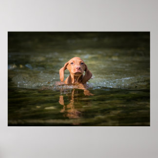 ポスターマグヤールヴィツラパピーヴェルシェデングレッセン!! ポスター