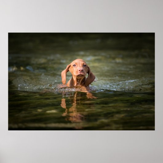 ポスターマグヤールヴィツラパピーヴェルシェデングレッセン!! ポスター (正面)