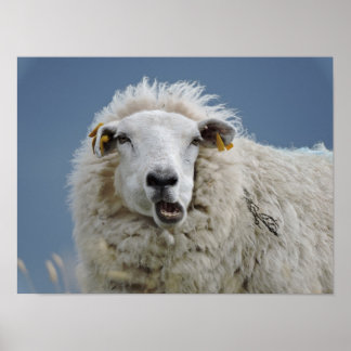 ポスタームートンおもしろい ポスター