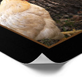 ポスターロードアイランドホワイトルースター ポスター (角)