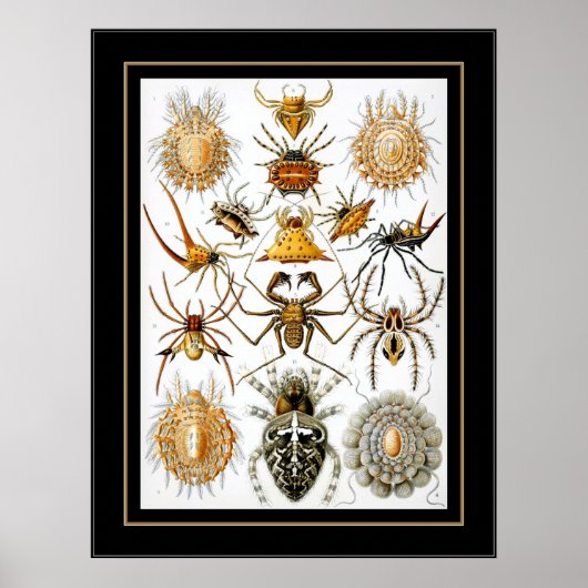 ポスターヴィンテージアーティストErnst Haeckel Arachnida ポスター (正面)