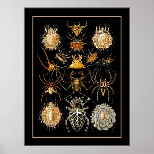 ポスターヴィンテージアーティストErnst Haeckel Arachnida ポスター (正面)